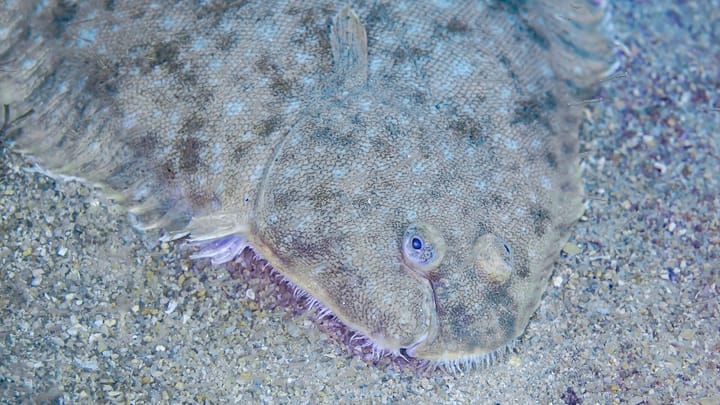 A common sole lying half buried in the sandy seabed off Arrábida